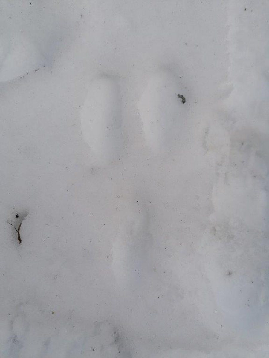 Tierspuren im Schnee identifizieren