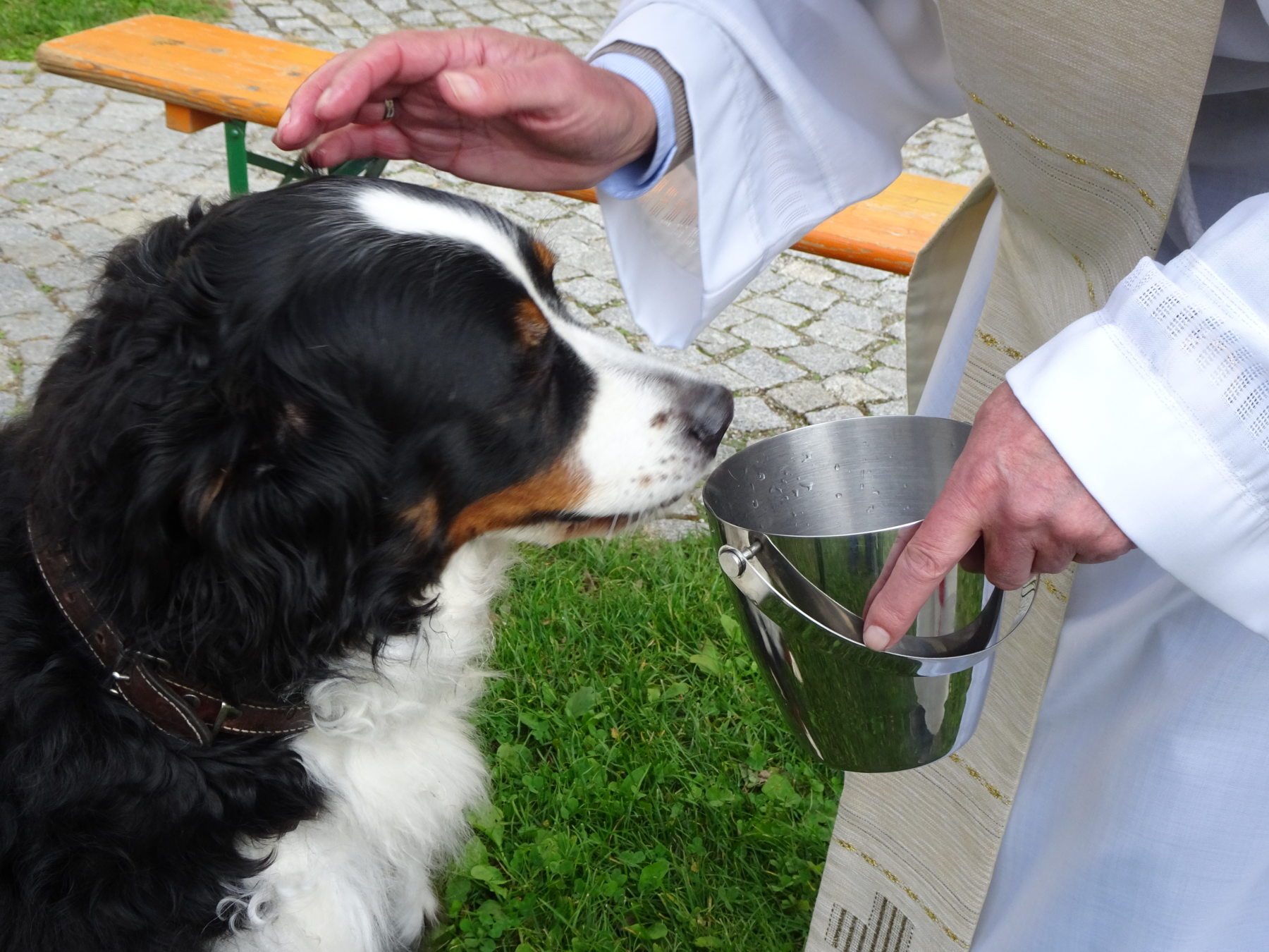 Für Hund und Katz