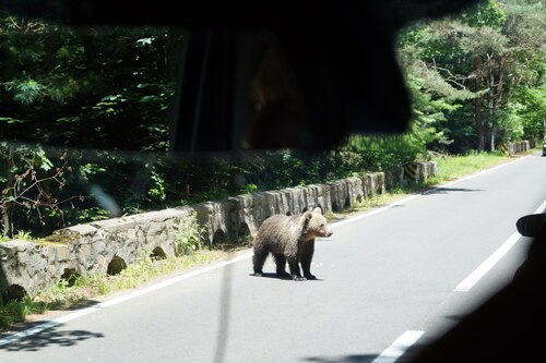 Braunbären haben keine Angst vor den Autos oder die Menschen.<br />
Foto: P. Emmanuel-Maria Fitz OFM