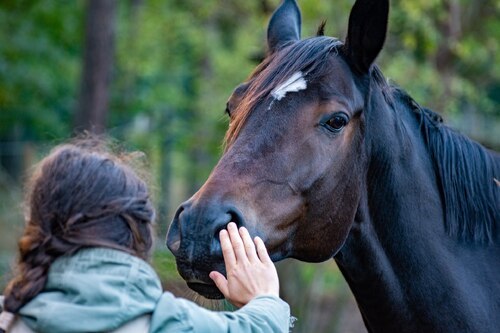 Wertfreie Zuneigung, Halt und Sicherheit: Trauerbegleitung mit dem Pferd für Erwachsene (Bild: wal/pixabay)