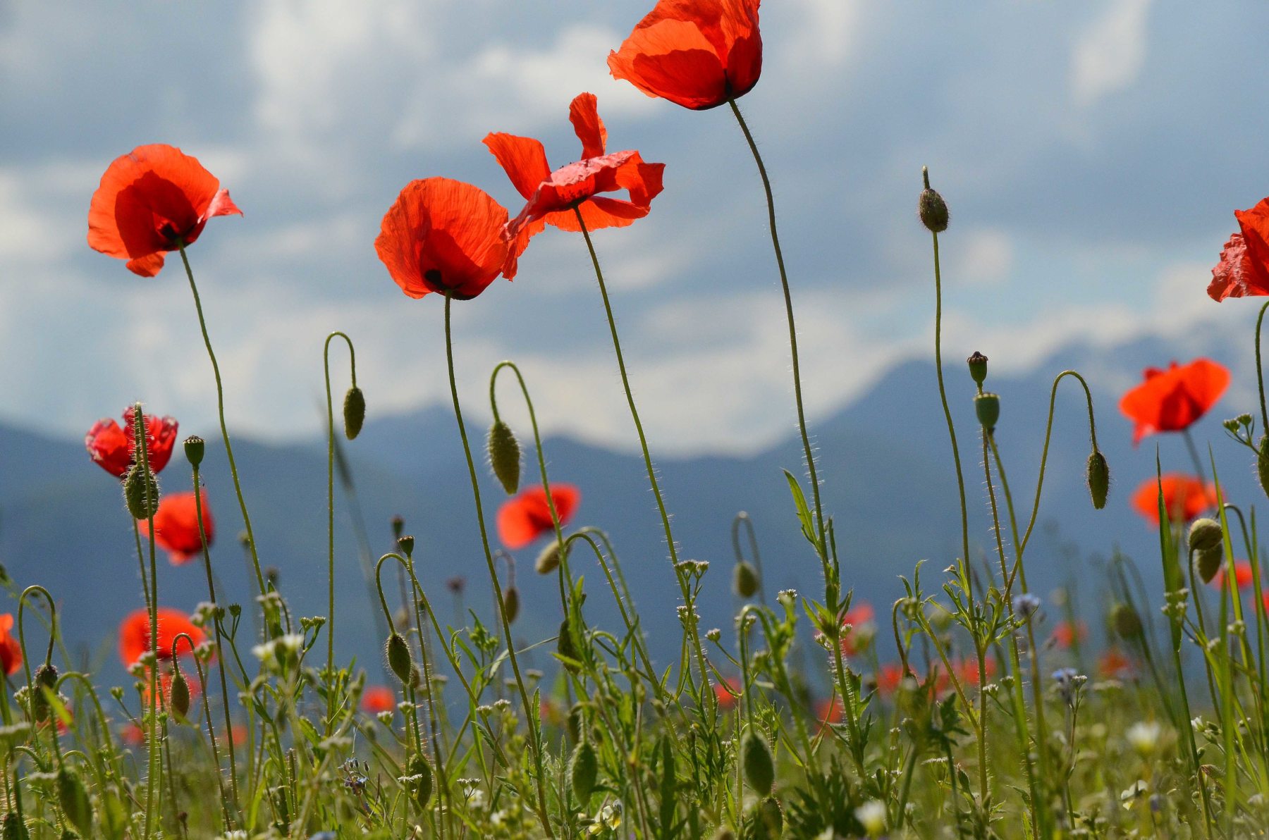 Roter Mohn